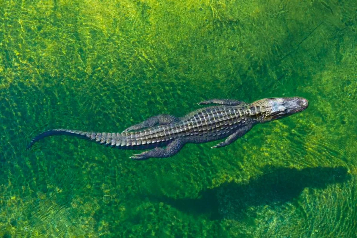 Un père de famille attaqué mortellement par un crocodile en Indonésie sous les yeux des passants.