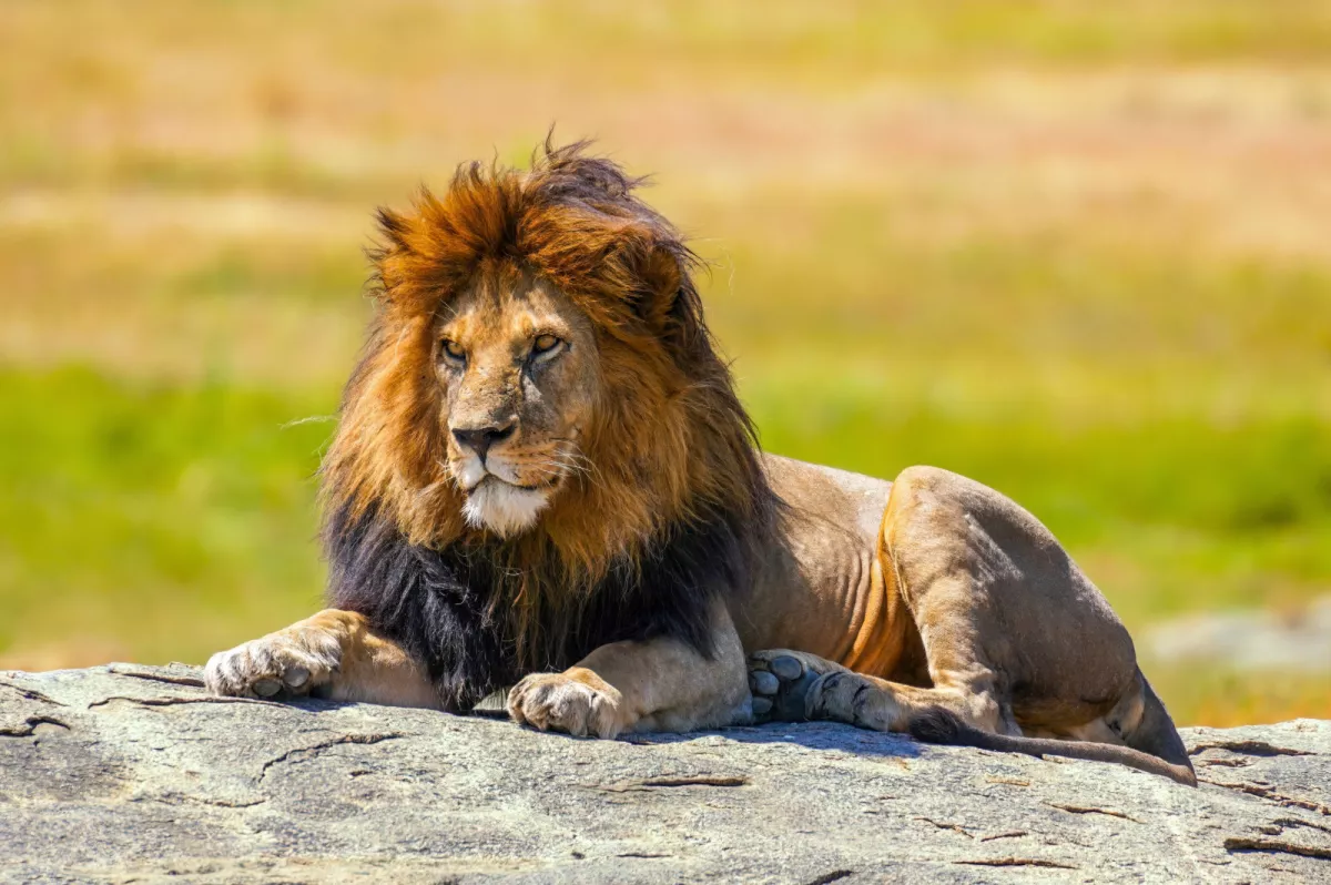 Entré dans l’enclos d’une lionne pour filmer une vidéo, un jeune brésilien est tué.