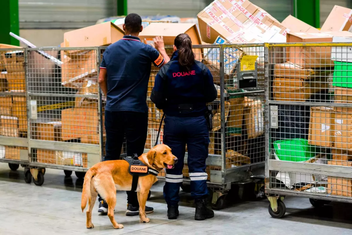 Espagne : plus de 120 pièces en ivoire issues du commerce illégal saisies par les autorité.