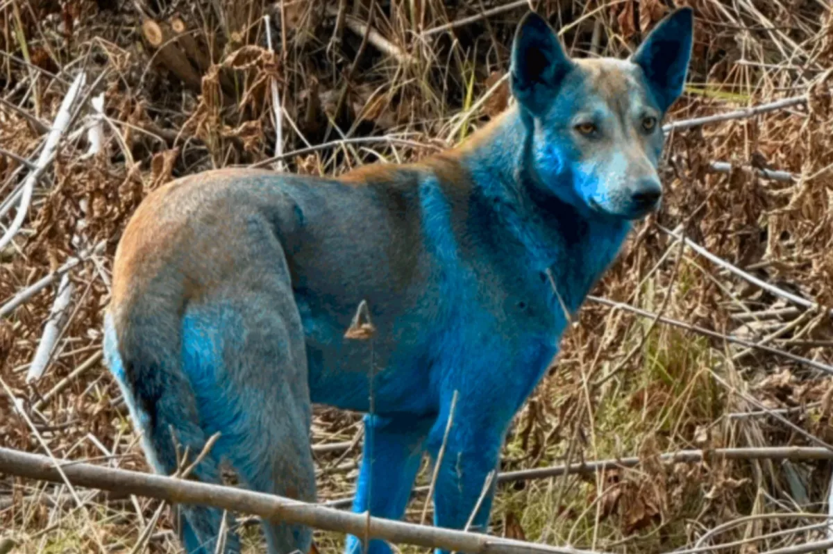 Des chiens au pelage bleu intriguent les scientifiques près de la centrale de Tchernobyl.